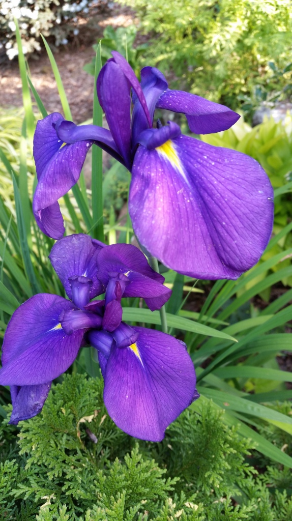 The Japanese iris that grows in dry ground beside the cypress has similar flowers to the variegated iris, but the foliage is much taller.