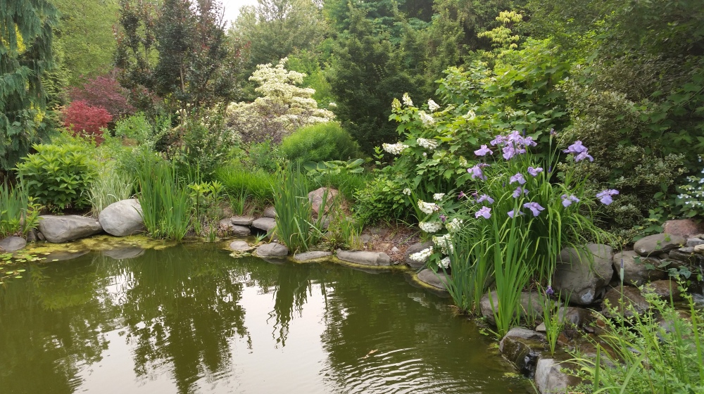 Japanese irises grow in clumps between stones surrounding much of the koi pond. 