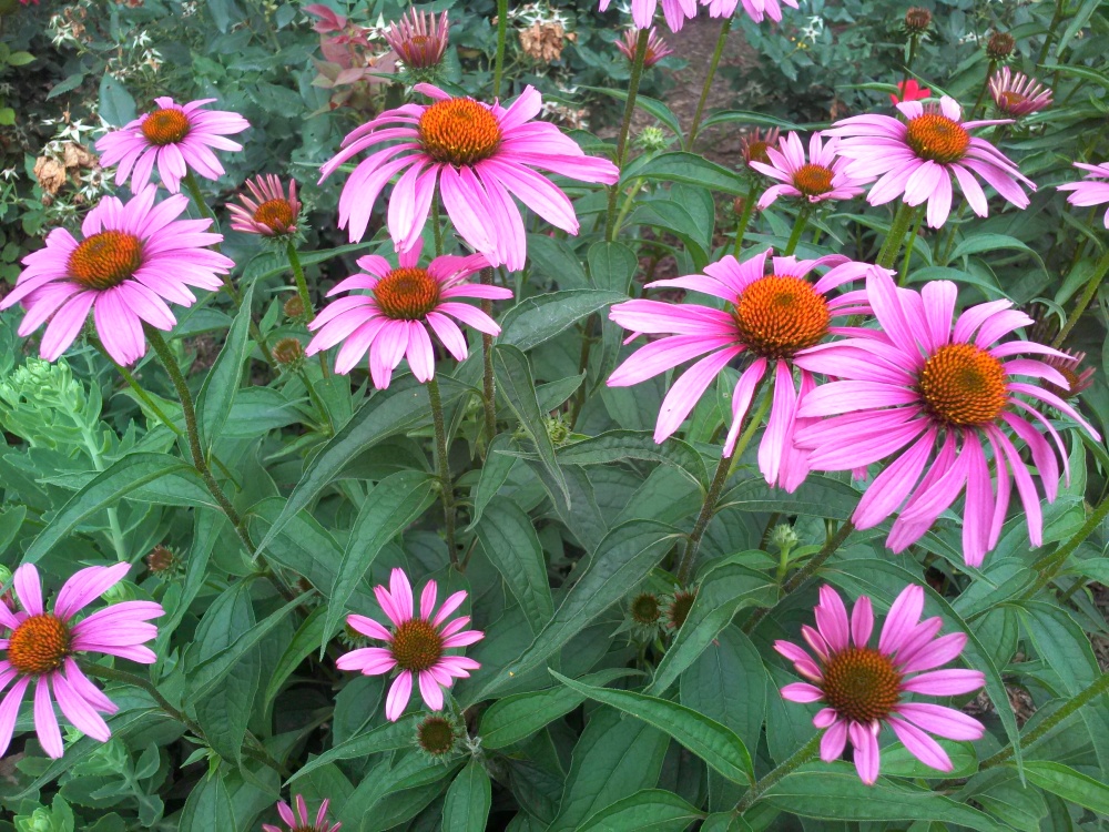 Echinacea 'Magnus' is a sturdy and dependable performer, but it needs sun, so it finally faded in this garden. 