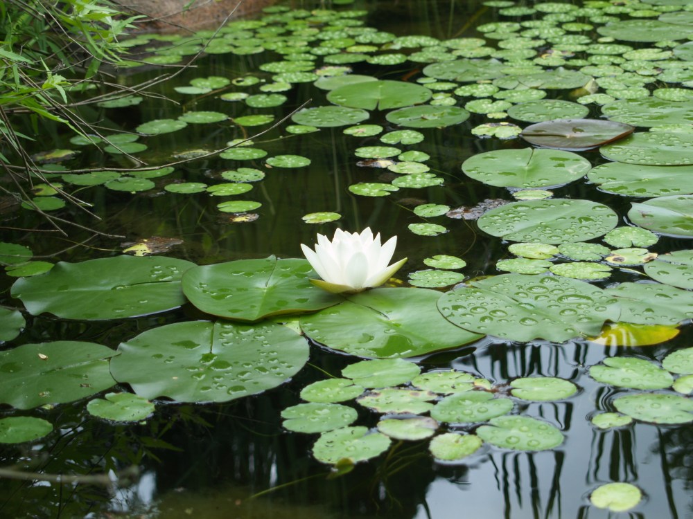 Waterlilies, yellow flag iris, and sweetflag grow in the koi pond's bog filter