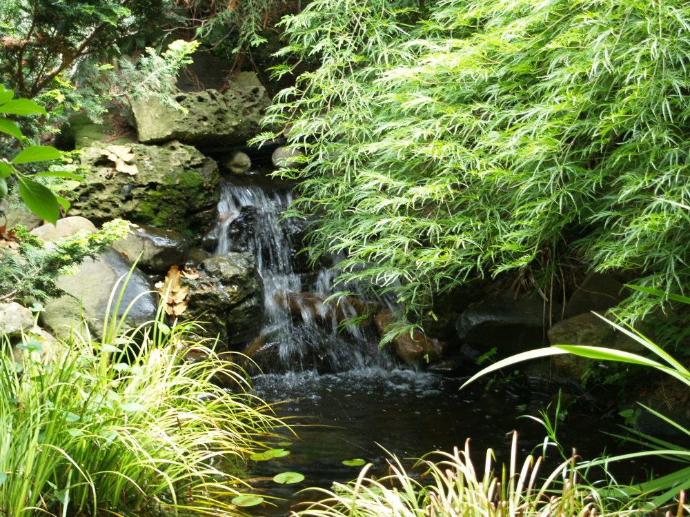 This pond was the first of five constructed in the garden. It has been revised several times. A wide spreading 'Viridis' Japanese maple overhangs the pond.