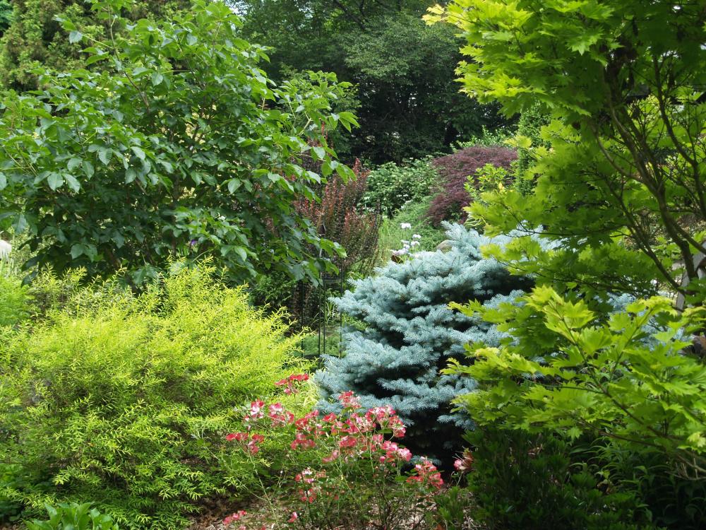 A colorful jumble of foliage with dwarf spruce and Full Moon Japanese maple