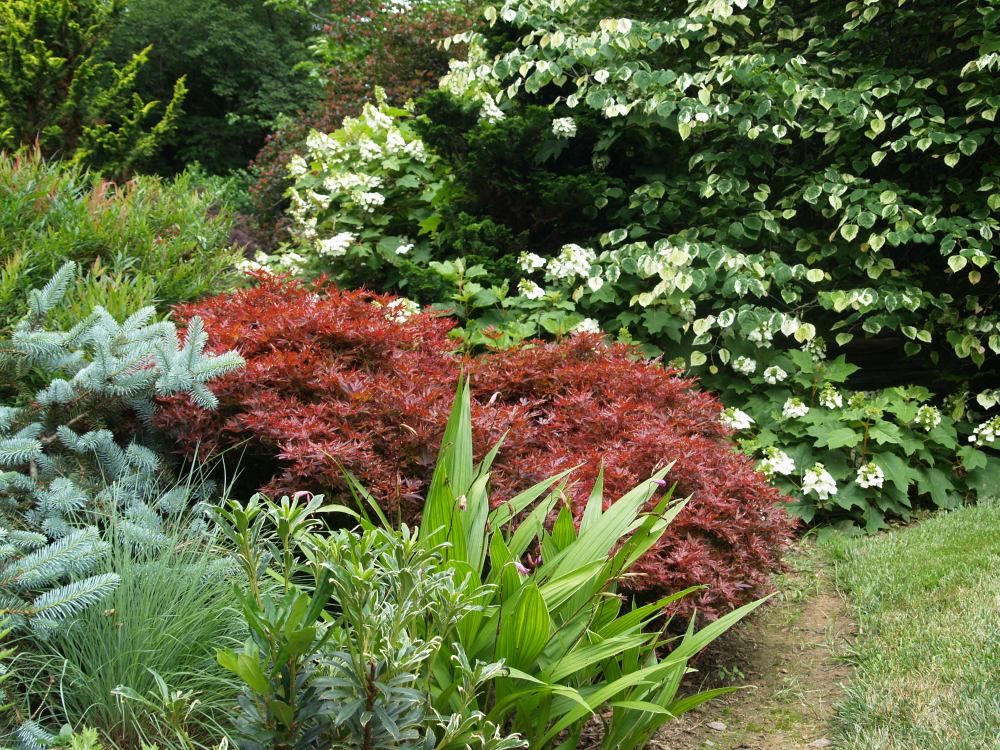 'The dwarf 'Shaina' Japanese maple borders the patio beside the koi pond. In the foreground are Bletilla hardy orchids, and Oakleaf hydrangea beyond.