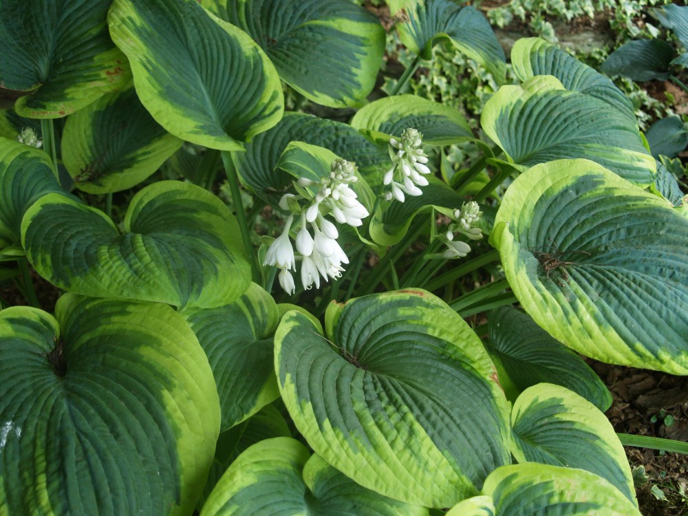 Frances Williams hosta