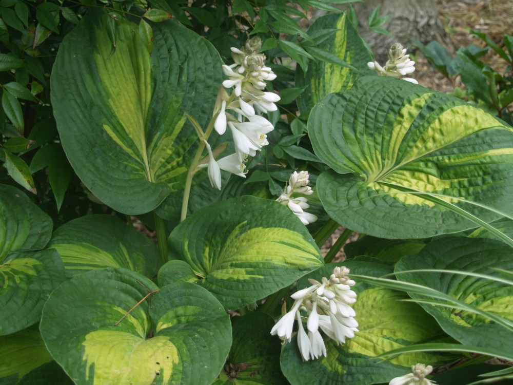 Great Expectations hosta