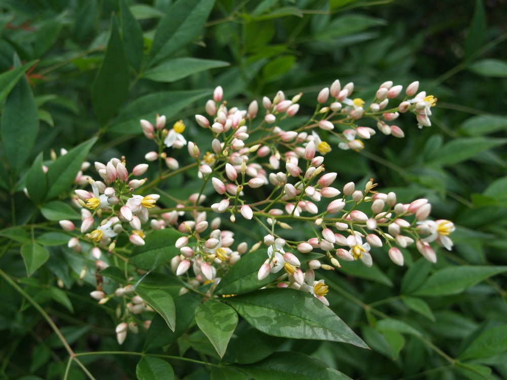 Nandina domestica flowering in mid June.