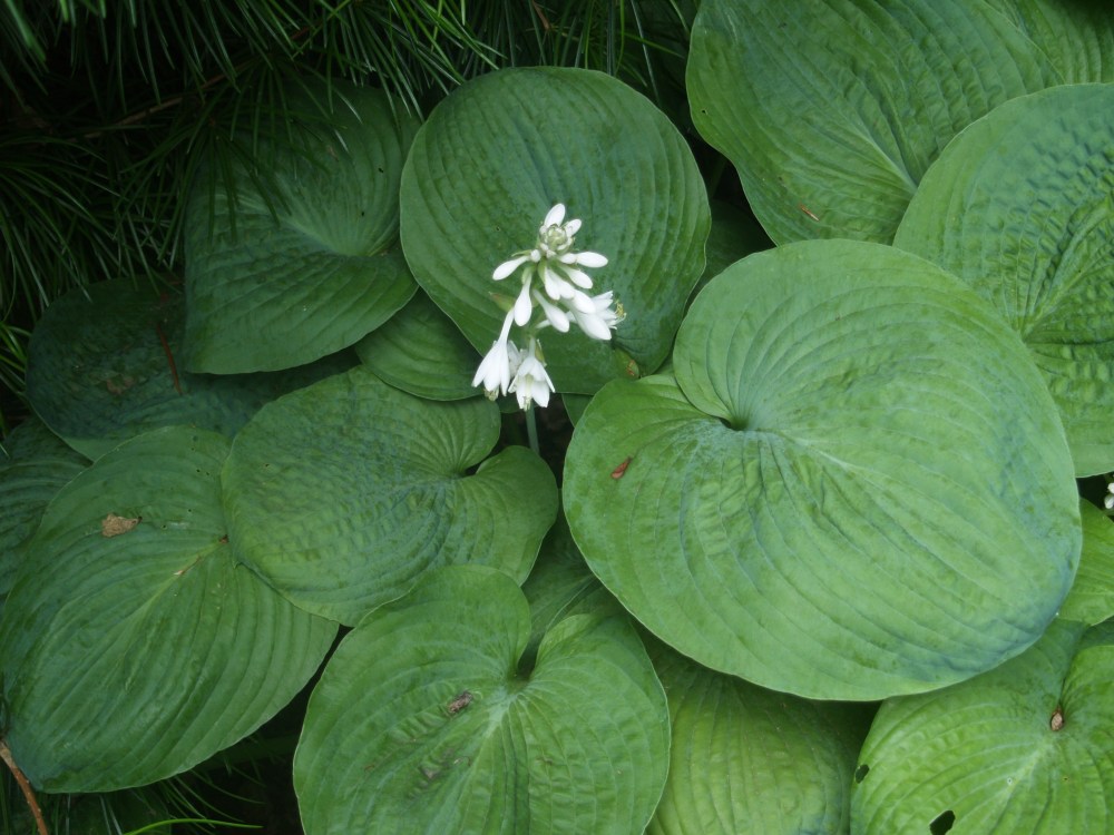 Sieboldiana elegans hosta