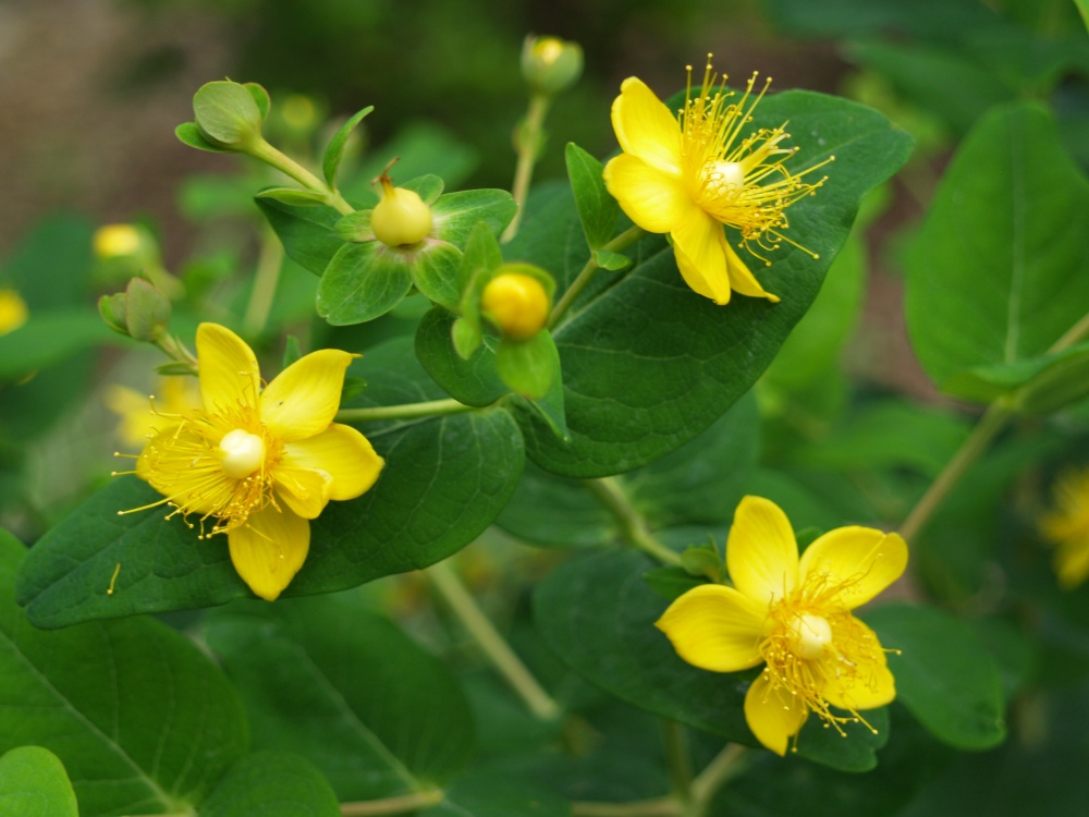 Pumpkin hypericum has died to the ground in recent winters, but it grows vigorously and flowers in early summer. The colored fruits that follow are distinctive.