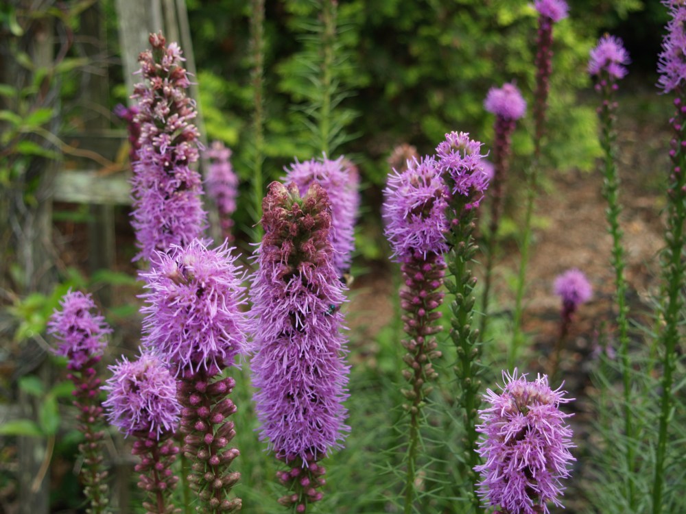 Blazing star (Liatris spicata) grows happily in damp soil.