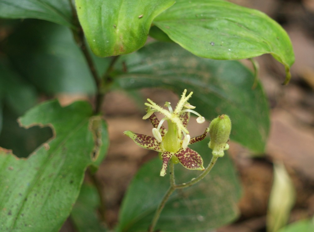 Toad lily
