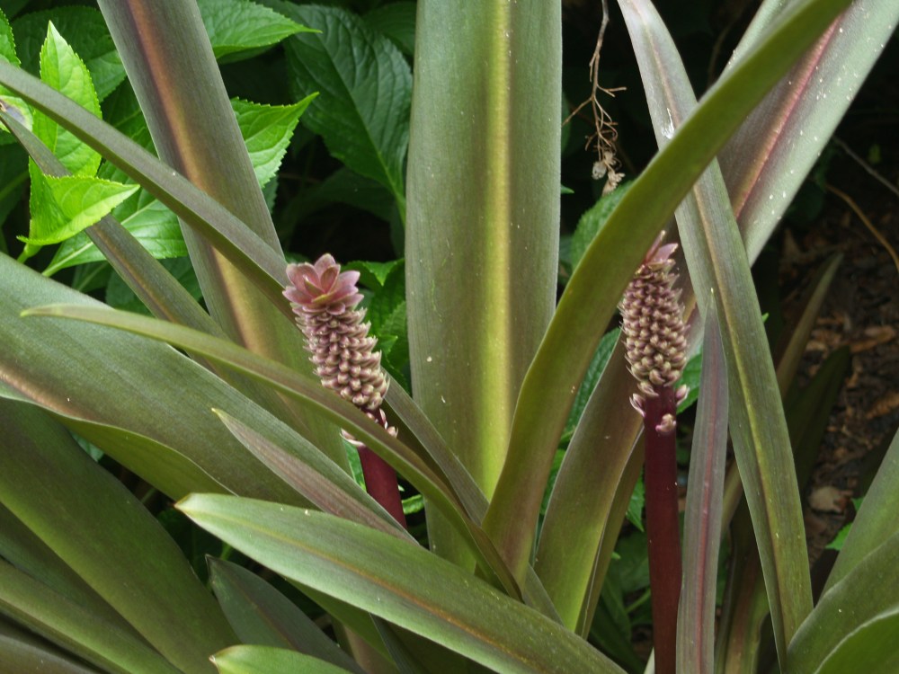 Sparkling burgundy pineapple lily