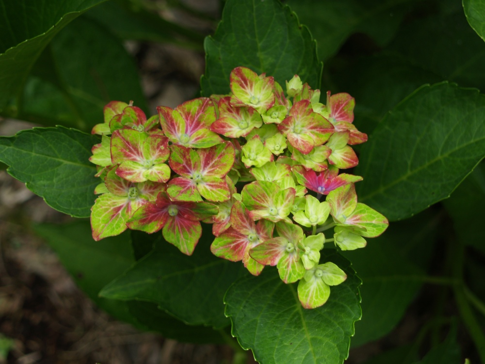 Mophead hydrangeas have suffered in recent winters, dying to the ground but recovering substantially be early summer. Here, 'Pistachio' hydrangea has its first flower, a bit late, but many more buds will assure flowers through the summer.  
