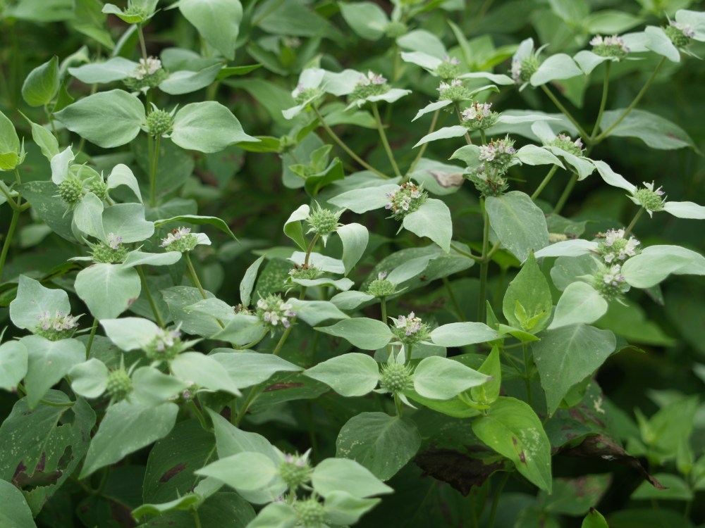 Mountain mint