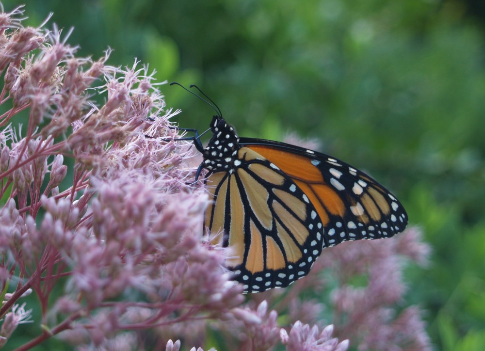 Monarch butterfly on Joe Pye weed. Swallowtails and bees are regular visitors, and occasionally Monarchs.