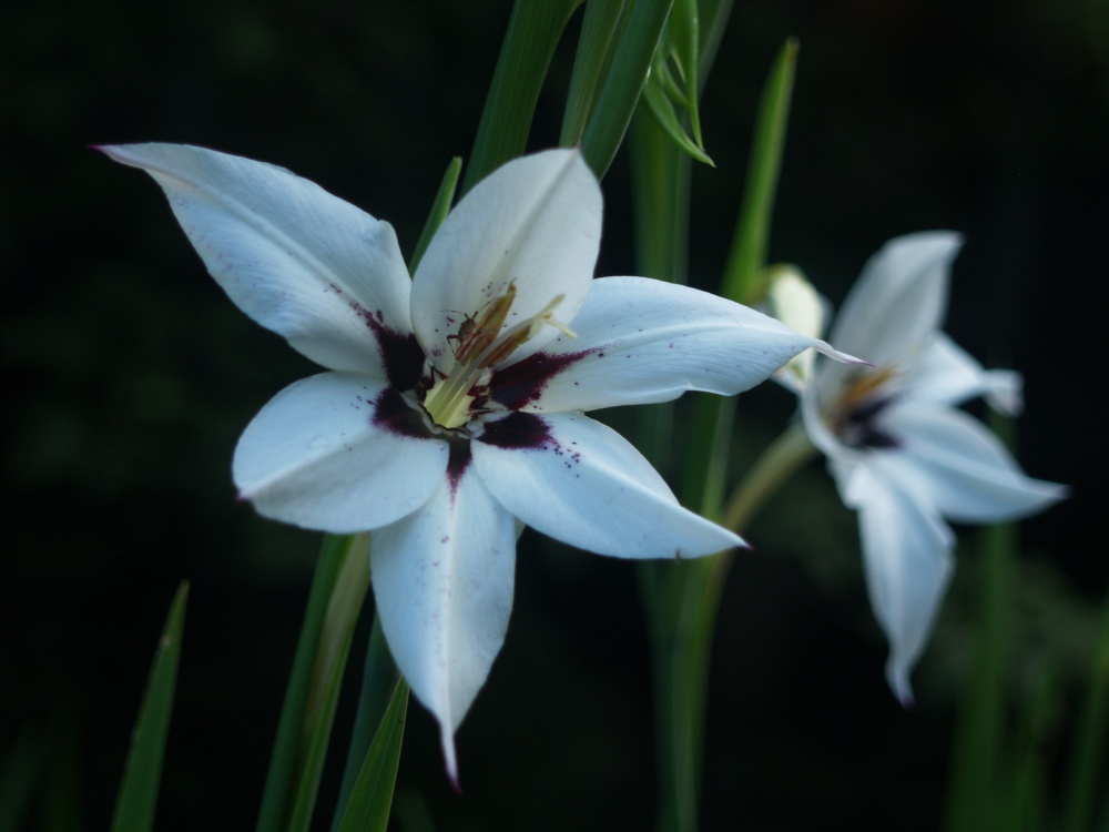 Abyssian gladiolus are not dependably cold hardy, but the bulbs are cheap and the flowers are welcomed in mid summer.