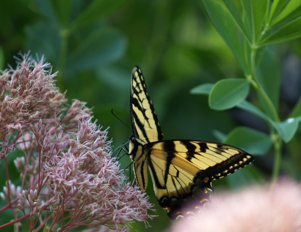 On a sunny afternoon there will be several, or a dozen Swallowtail butterflies on one large Joe Pye weed. 