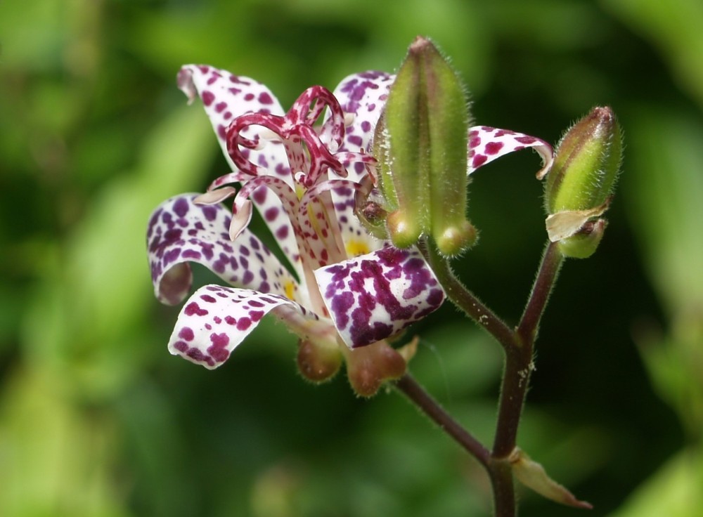 Early flowering toad lilies will continue blooming into late September while later flowering varieties will bloom until frost.