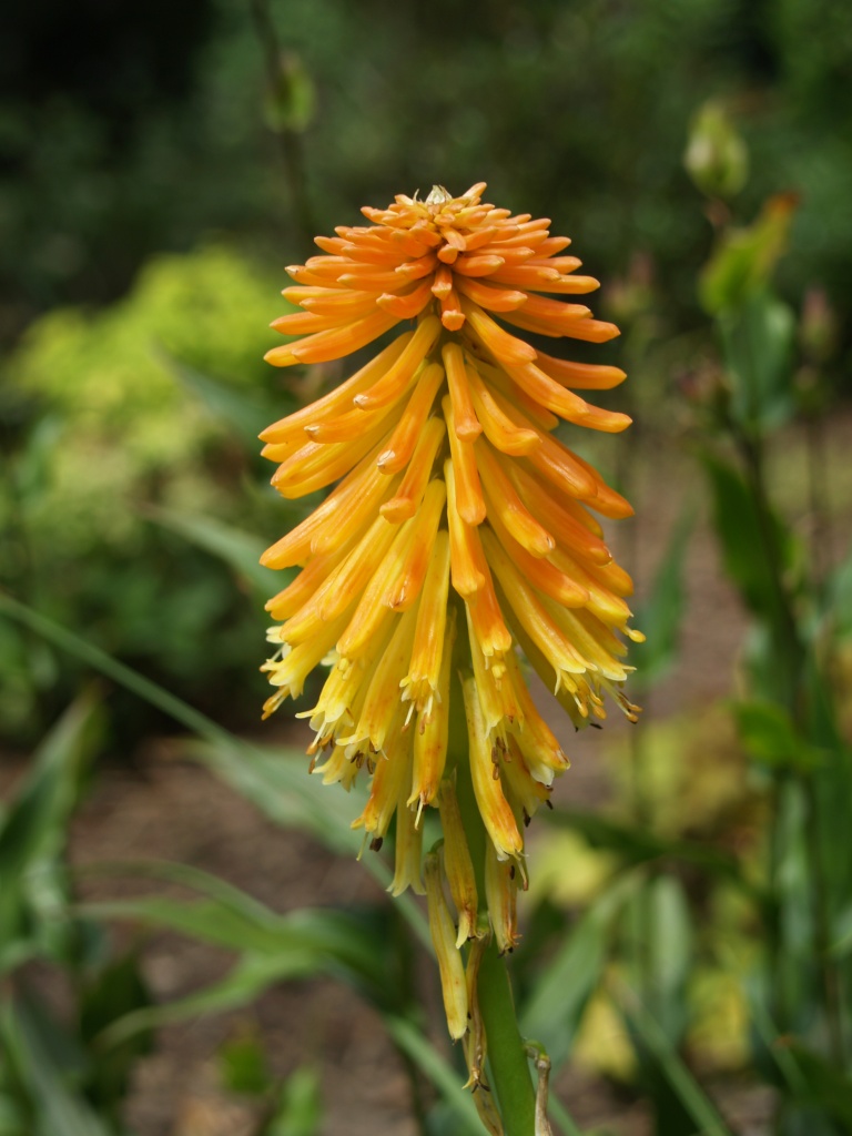 Newly introduced Red Hot Pokers flower later in summer, and continue until frost. 