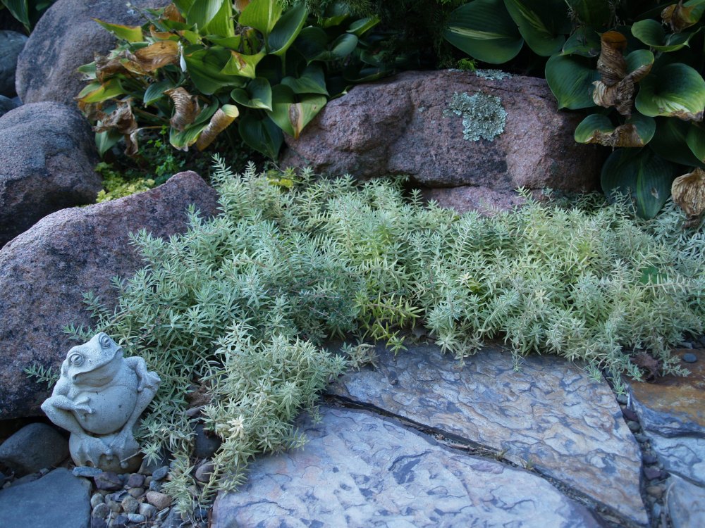 I have underutilized sedums, but this low growing variegated cultivar spreads moderately, creating a weed blocking blanket of foliage.