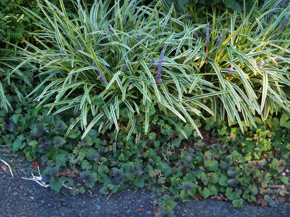This combination of liriope and a dark leafed violet keep weeds in check except for a few sprigs of clover that manage to poke through.