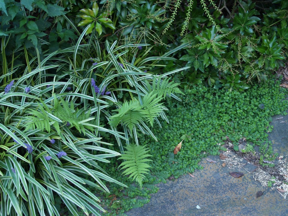 Liriope and Blue Star creeper border this bluestone path. 