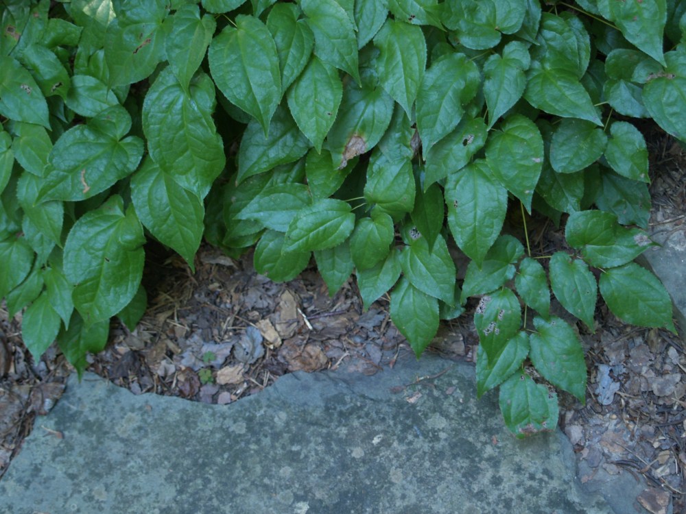 Barrenwort (Epimedium) makes a dense ground cover in dry, part shade.