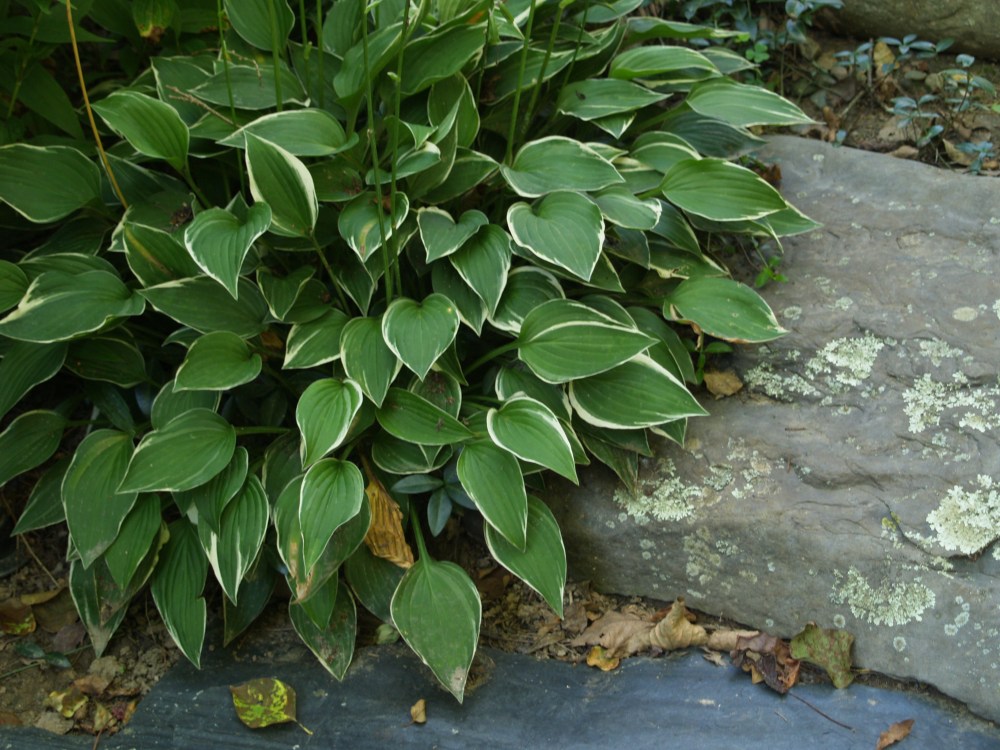 Hostas are a bit late to get started in the spring, but a few weeks after they begin to grow weeds are shaded.