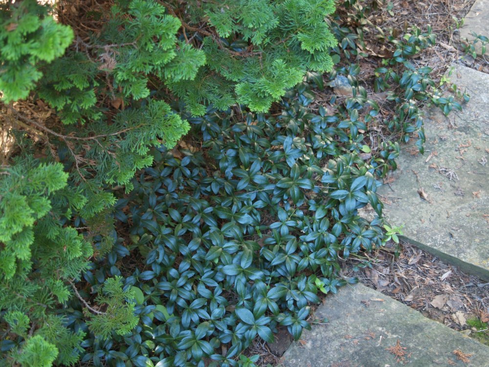 Periwinkle grows beneath a Hinoki cypress. This area requires little maintenance and no annual mulching. 