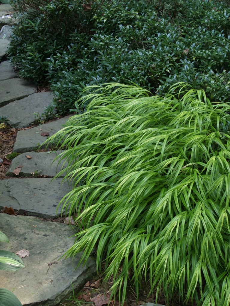 Japanese Forest grass and sweetbox are slow to become established, but finally make a dense cover.