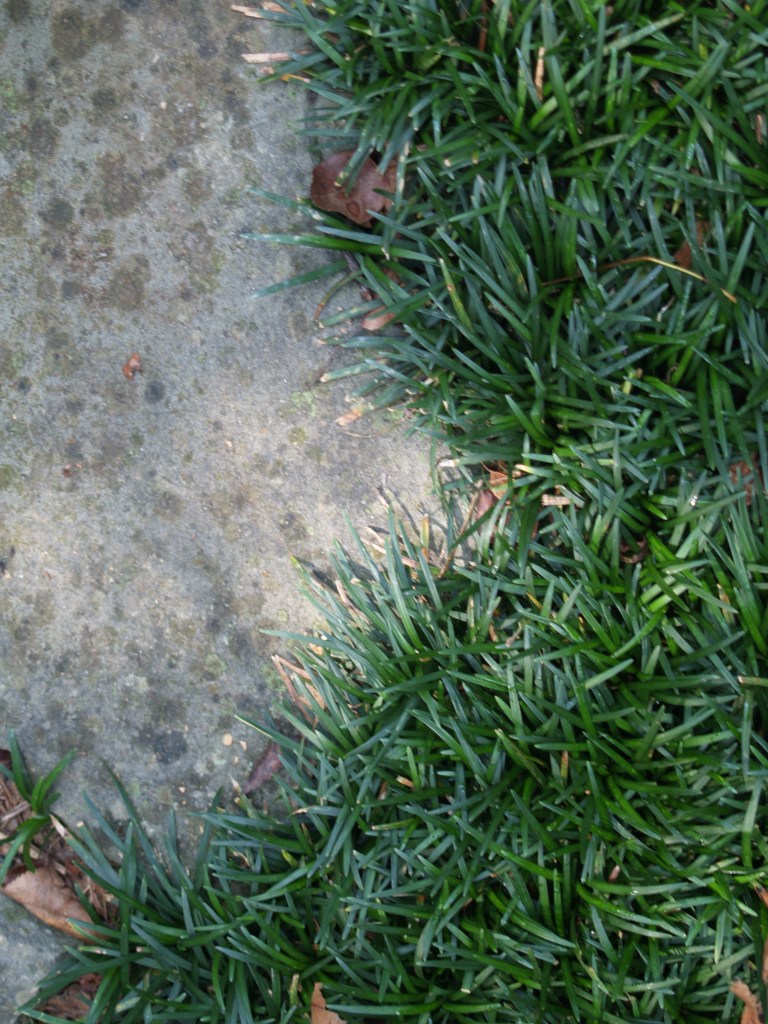 Dwarf mondo grass is slow to spread, but once established it needs no care.