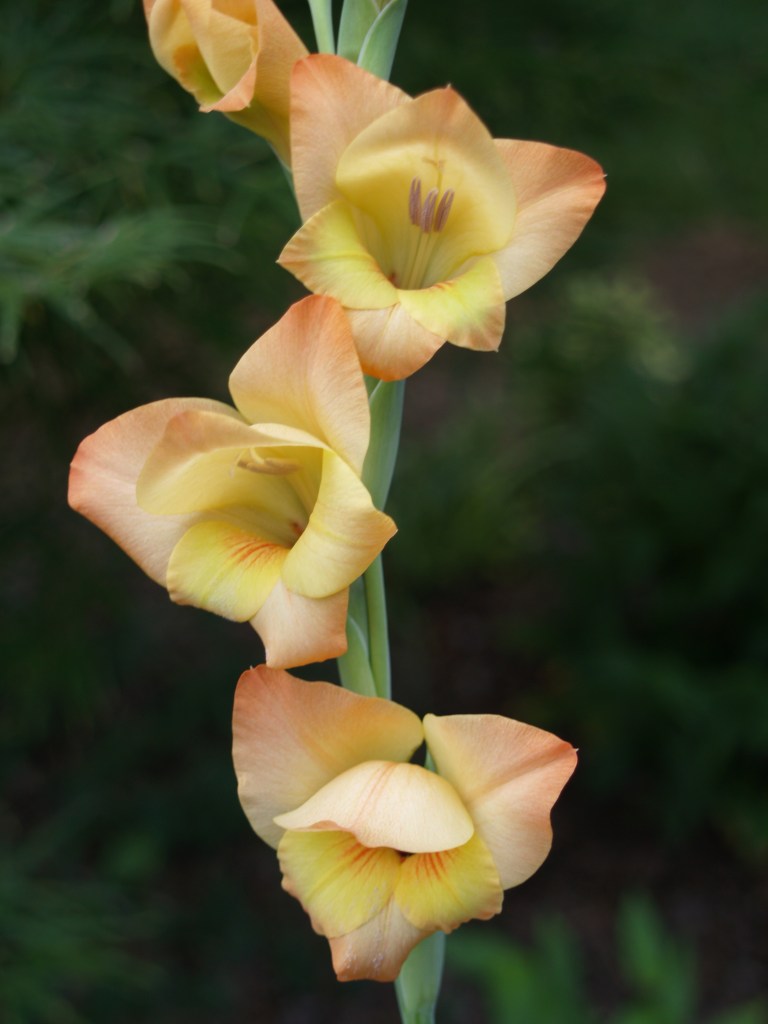 Boone Gladiolus