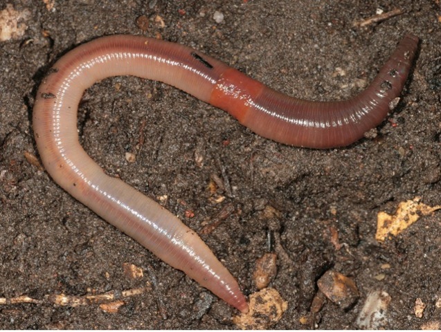 Earthworm-clitellum