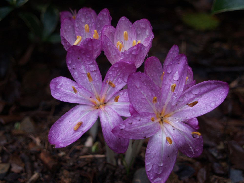 Autumn crocus