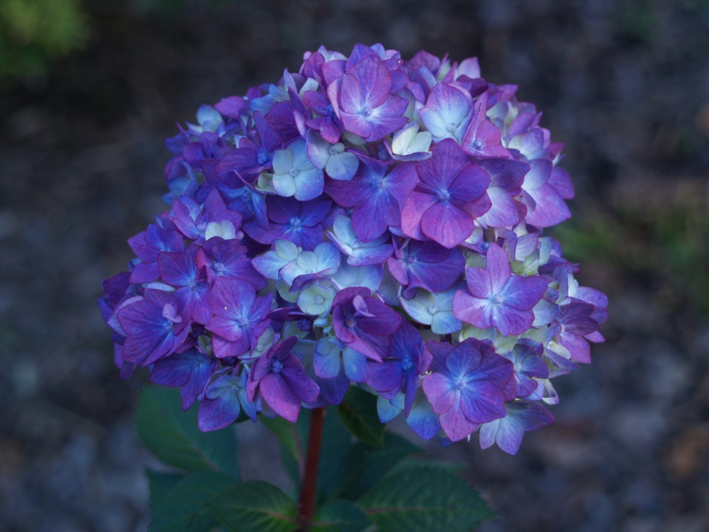 Bloomstruck hydrangea flowered through the summer, but cooler temperatures promoted more buds that will flower until frost. 