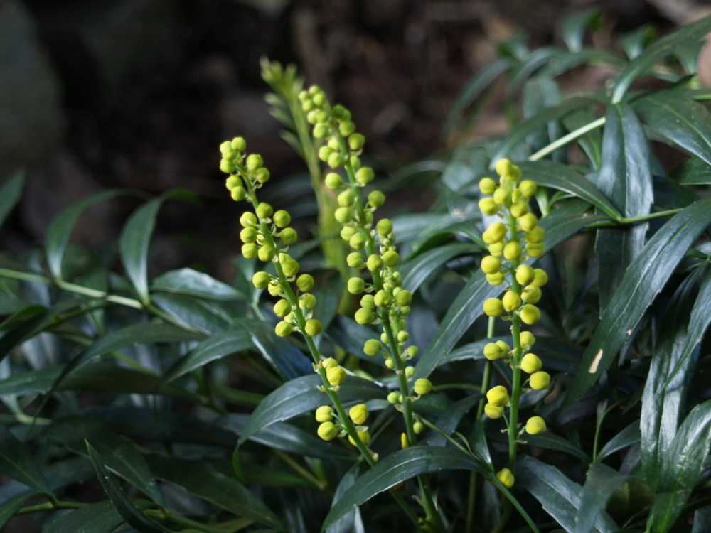Narihira mahonia