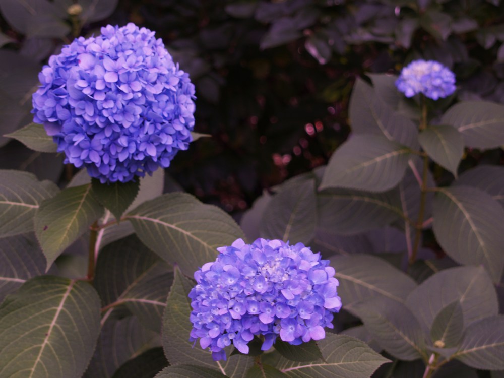 Reblooming mophead hydrangeas such as Endless Summer flower in late spring, rest in the heat of summer, then reset buds in cooler weather to flower until there is a hard freeze.