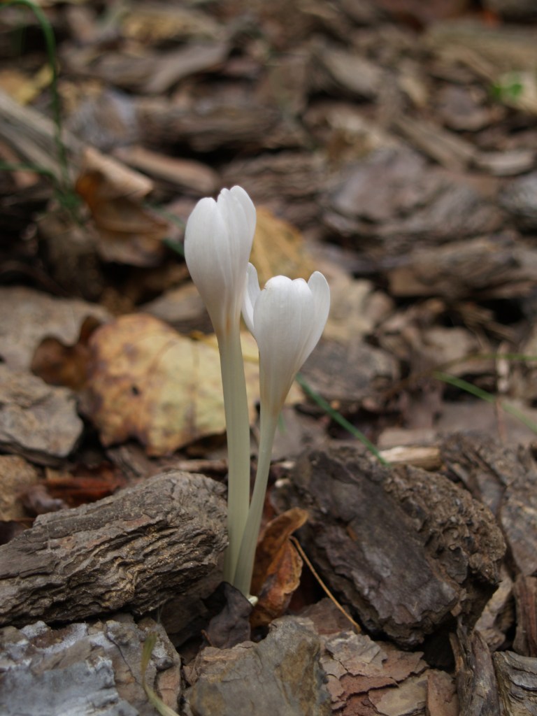 This white flowered autumn crocus has just broken ground in mid October.
