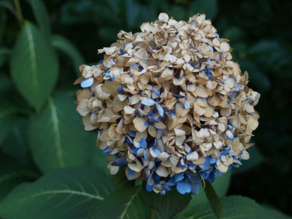 Flowers on mophead hydrangeas were brown along the edges after a night of frost, but turned almost completely brown at 28 degrees. There are more buds that will probably bloom in milder temperatures.