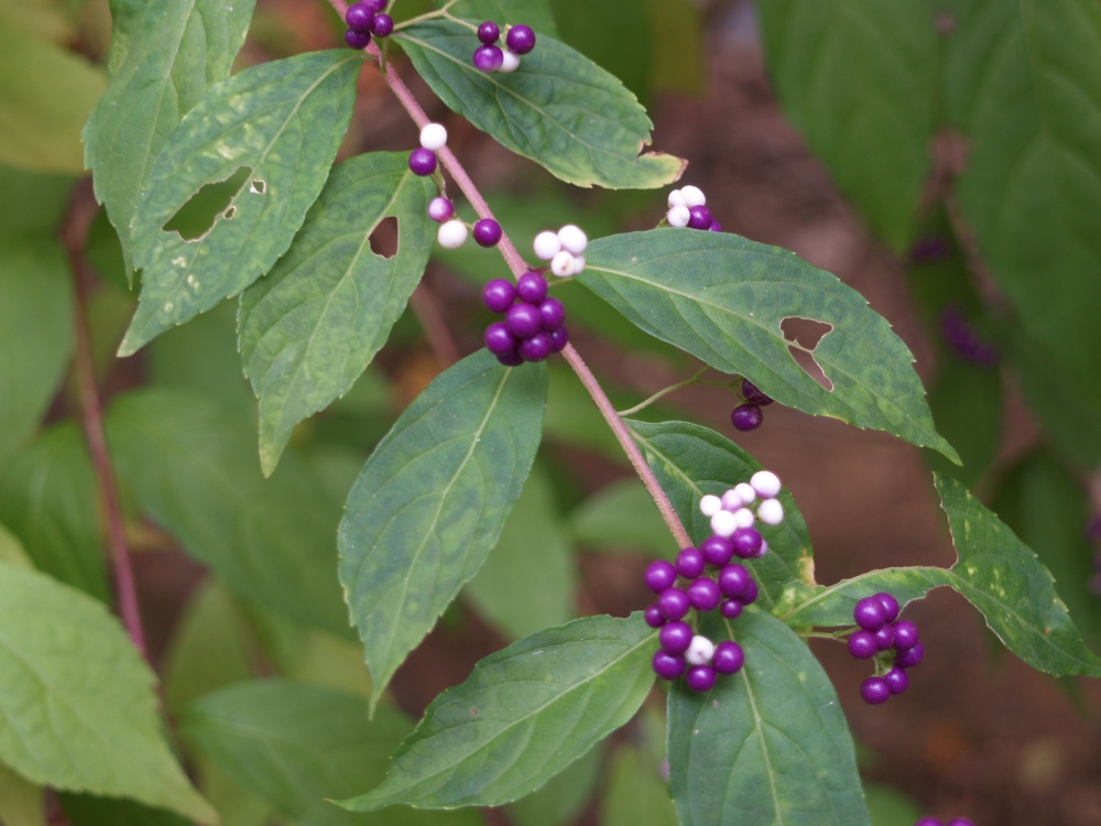 Purple beautyberry