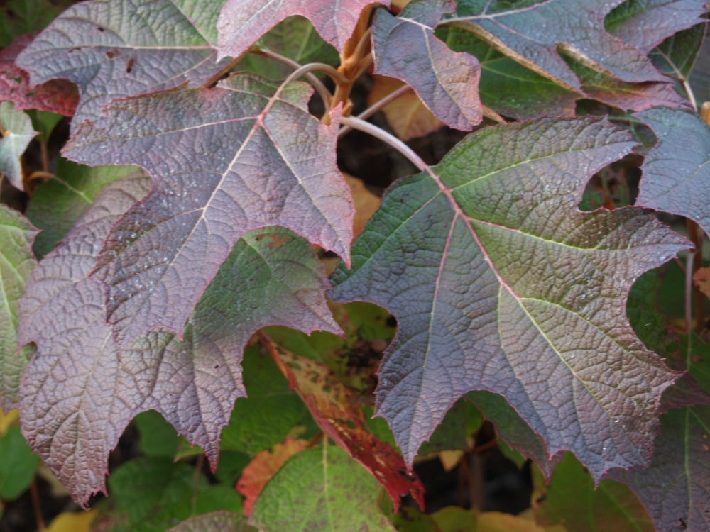 Leaves of Oakleaf hydrangea wll often persist into the new year