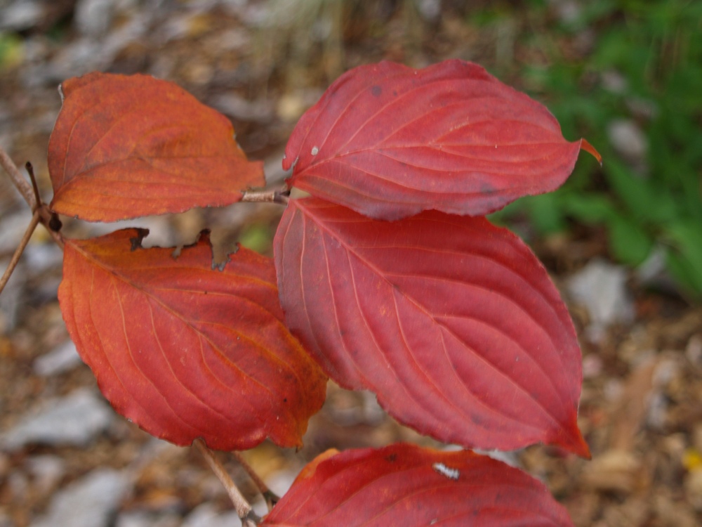 Foliage of Chinese dogwood in early November