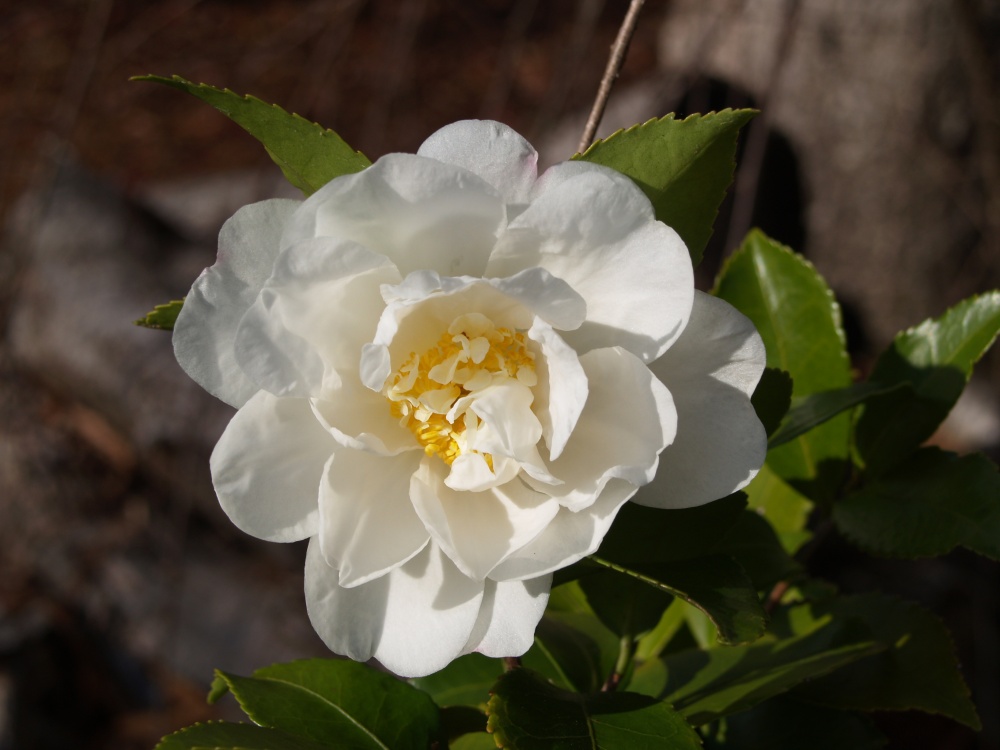 Winter's Snowman camellia