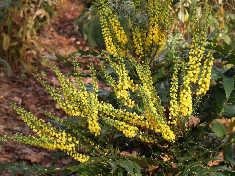 Charity mahonia in early December