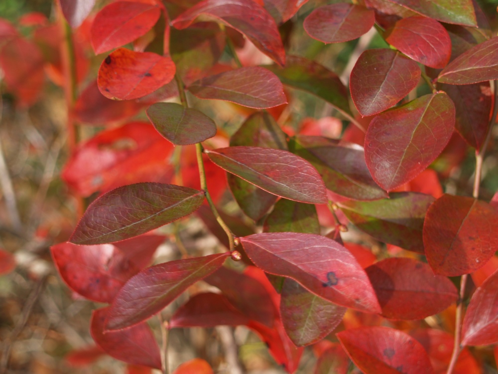 Branching of blueberries is open, but autumn foliage color is exceptional. Still, I grow it to feed the birds.