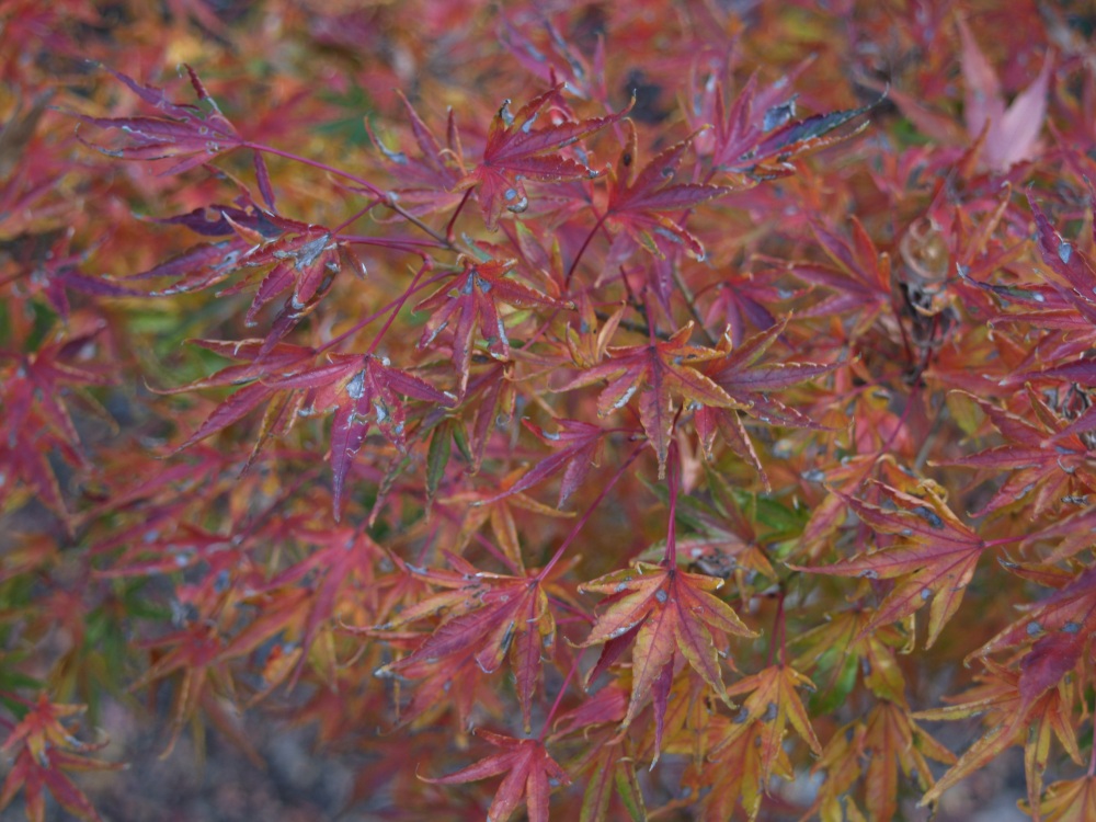 Okushimo Japanese maple has an upright habit, and green leaves that curl upwards. It is densely branched, but unexceptional compared to other maples until autumn.
