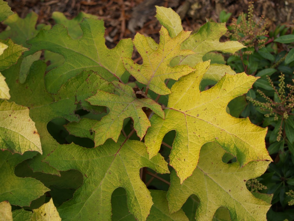 Little Honey has large, soft yellow leaves, but it flowers sporadically. In late November the foliage persists, with the yellow in stark contrast to the burgundy foliage of other Oakleafs.