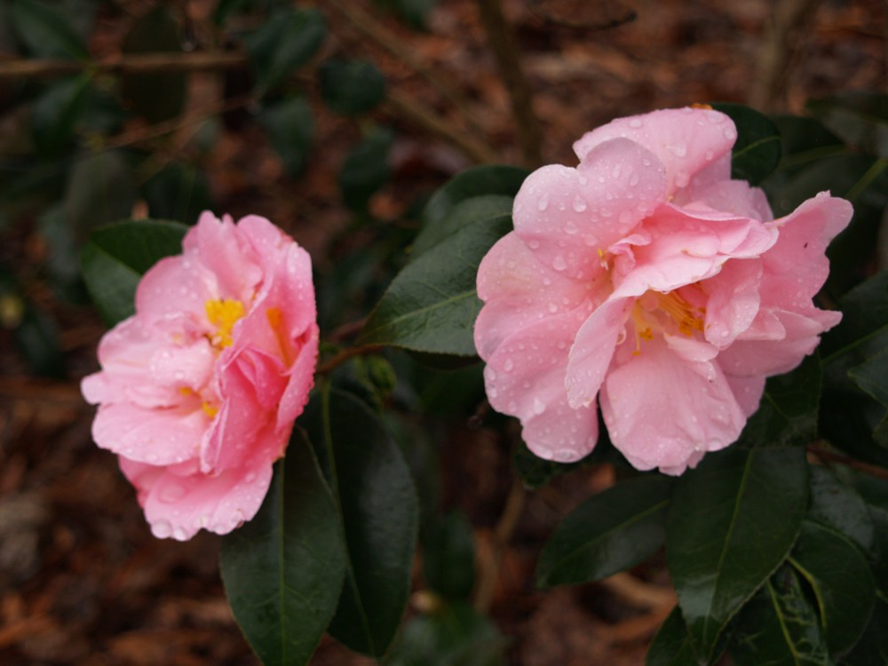 Winter's Star camellia