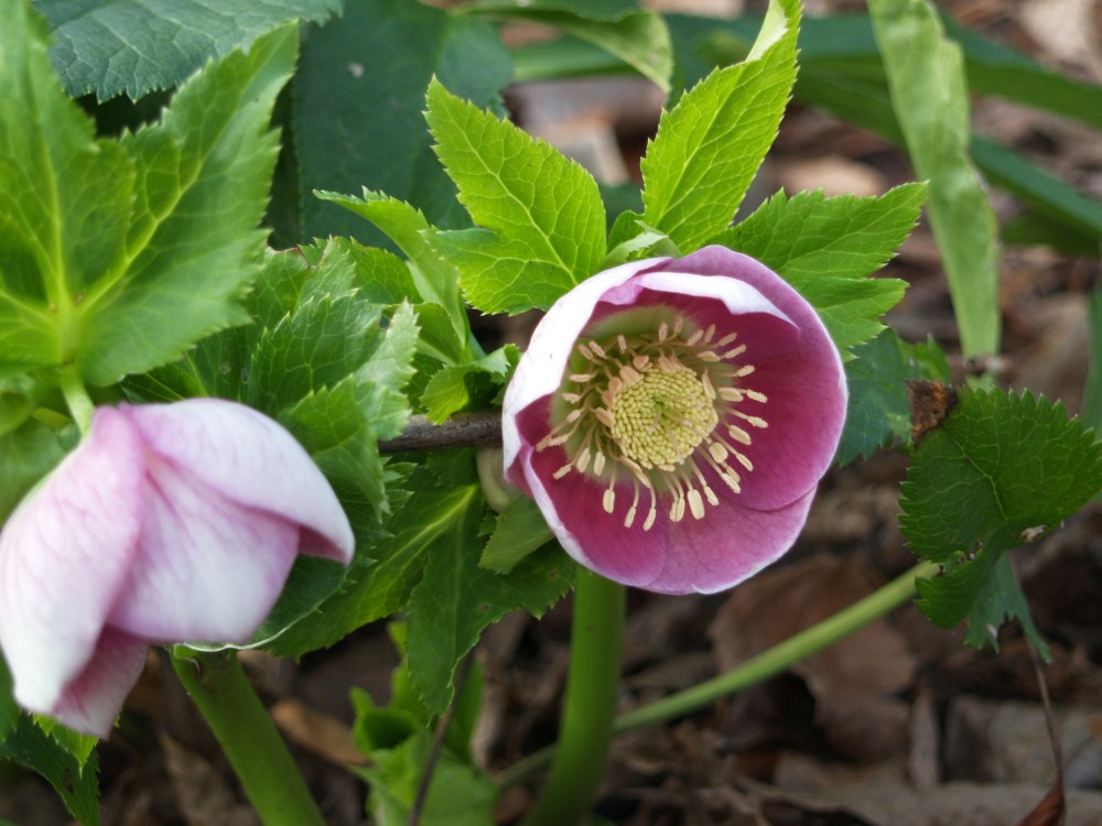 Hellebore flowers in December
