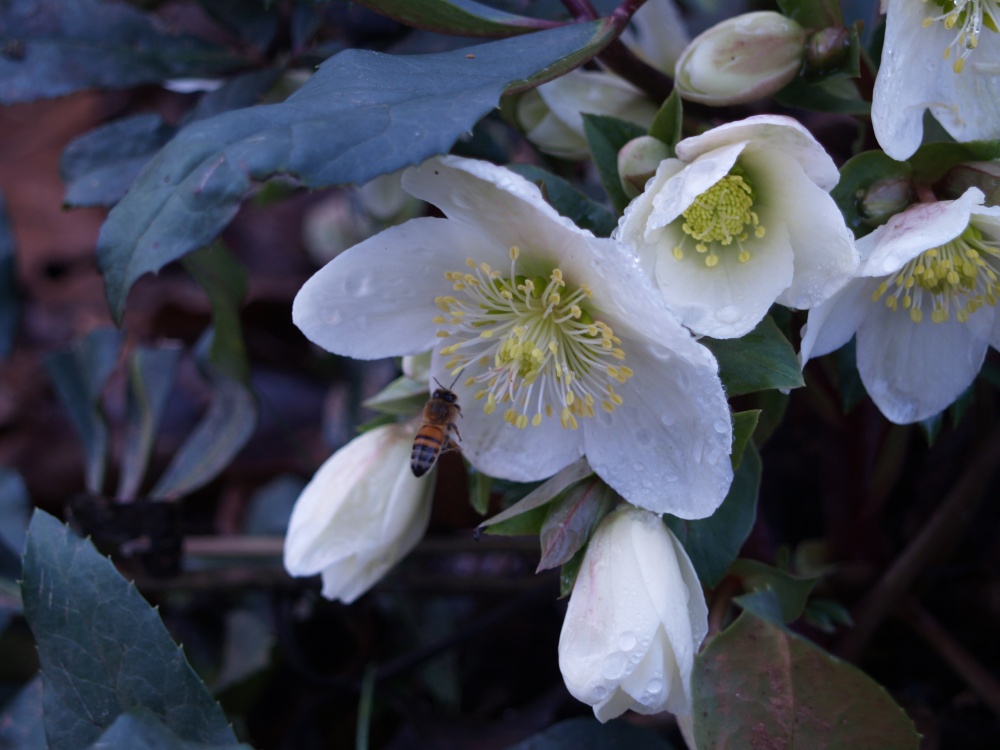 Flowers on hellebores in a warm December are not surprising. Seeing bees in alte December is surprising.