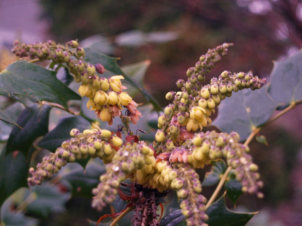 Leatherleaf mahonia in January